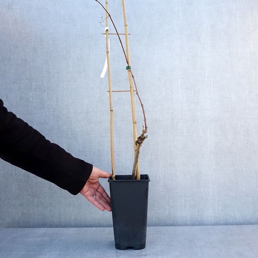 Vid Italia Maceta 1,5L/2L Ejemplar entregado en invierno