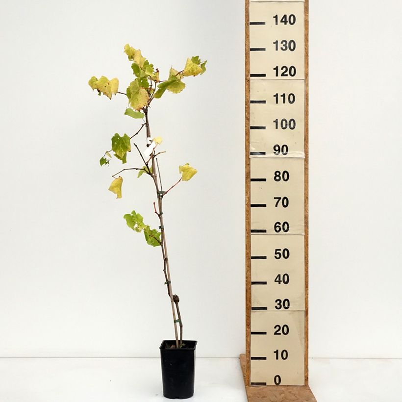 Ejemplar de Vid Marechal Foch (188-2 Kuhlmann) Maceta 2L/3L entregado en otoño