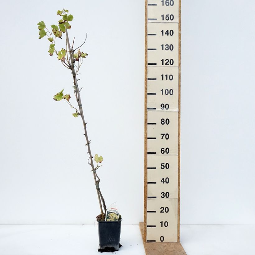 Ejemplar de Vid Matilde Maceta 3L/4L entregado en otoño