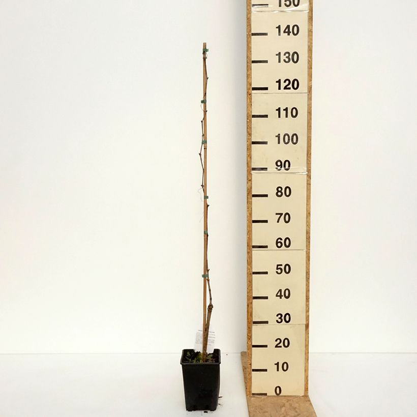 Vid Moscato Monregalese Maceta 1,5L/2L Ejemplar entregado en la primavera