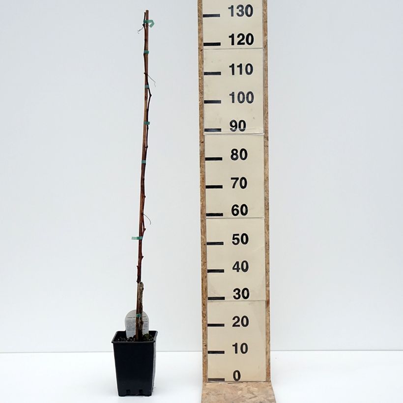 Vid Moscato Terracina Maceta 1,5L/2L Ejemplar entregado en invierno