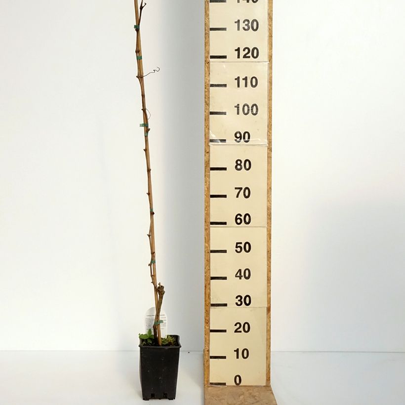 Vid Moscato Terracina Maceta 1,5L/2L Ejemplar entregado en la primavera