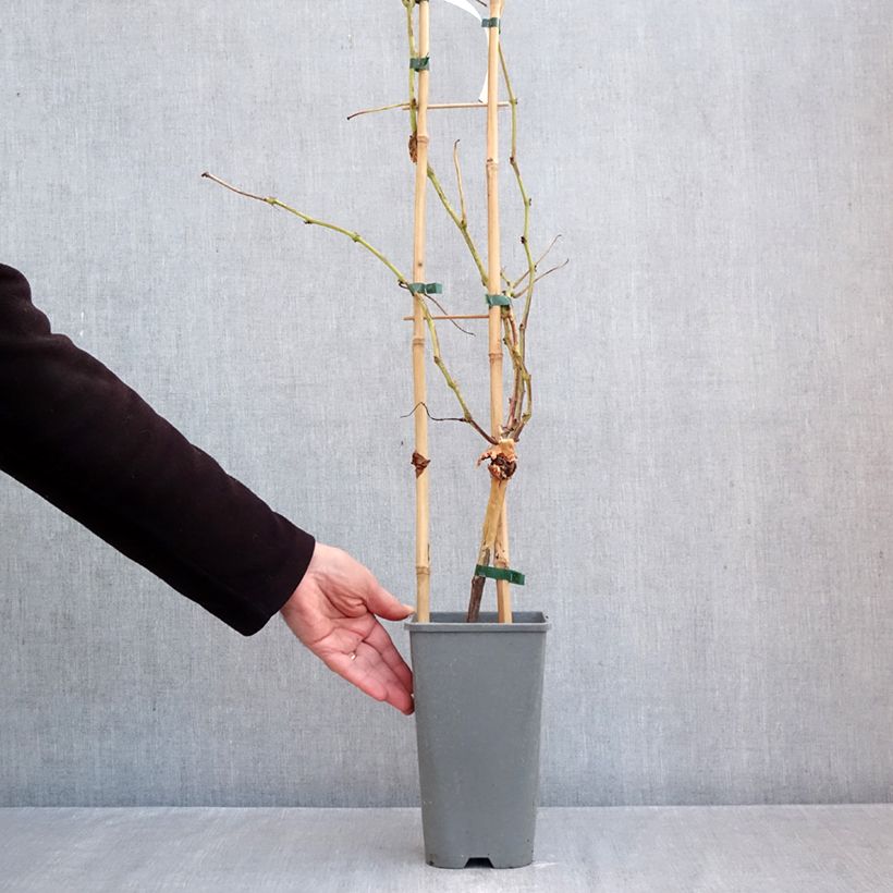 Ejemplar de Vid Muscat Rouge de Madère Maceta 2L/3L entregado en otoño