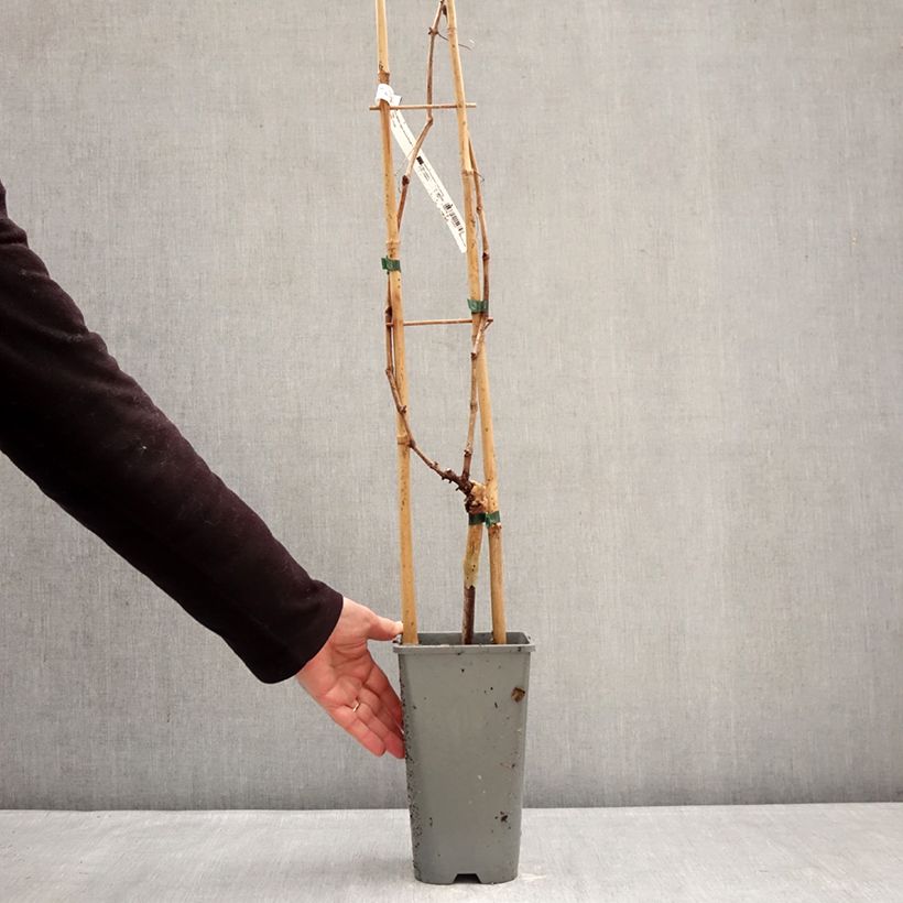 Vid Muscat Rouge de Madère Maceta 2L/3L Ejemplar entregado en invierno