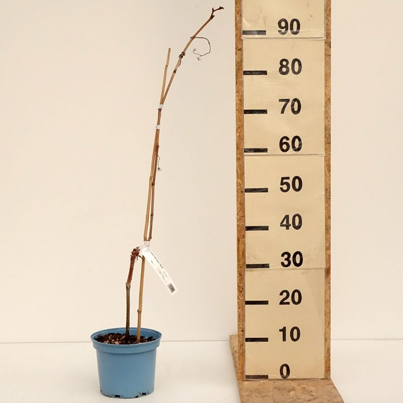 Vid Nathy-Sauvignac Vign'Happy Fruitality Maceta 3L/4L Ejemplar entregado en invierno