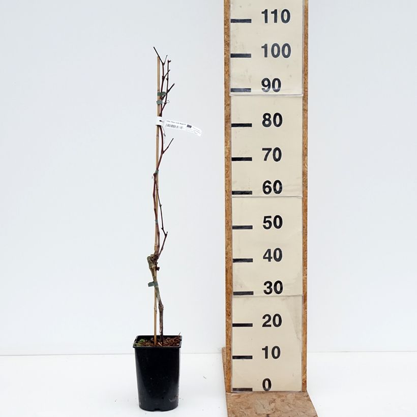 Vid New York Muscat Maceta 2L/3L Ejemplar entregado en invierno