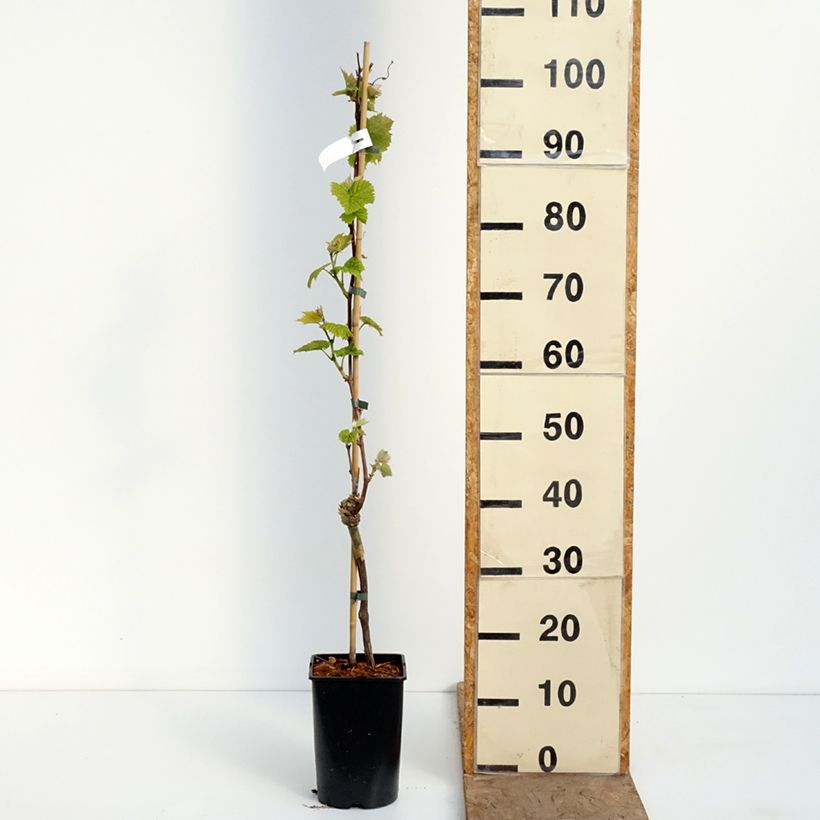 Vid New York Muscat Maceta 2L/3L Ejemplar entregado en la primavera