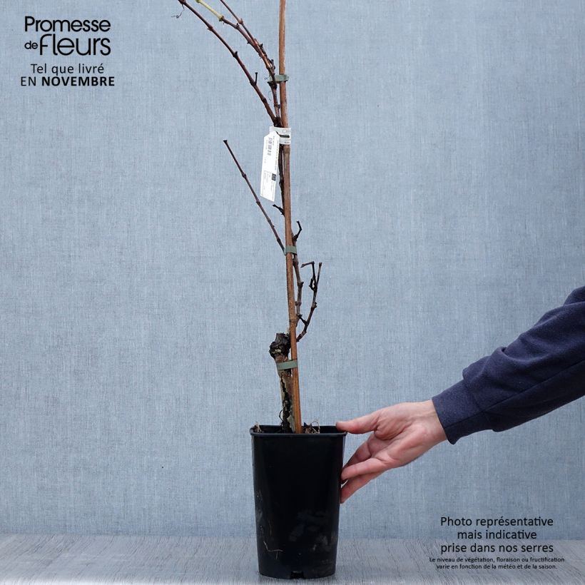 Ejemplar de Vid Perle de Csaba Maceta 1,5L/2L entregado en otoño