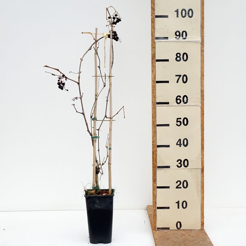 Ejemplar de Vid Petit Verdot Maceta 2L/3L entregado en otoño