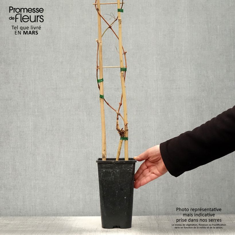 Vid Petit Verdot Maceta 2L/3L Ejemplar entregado en la primavera