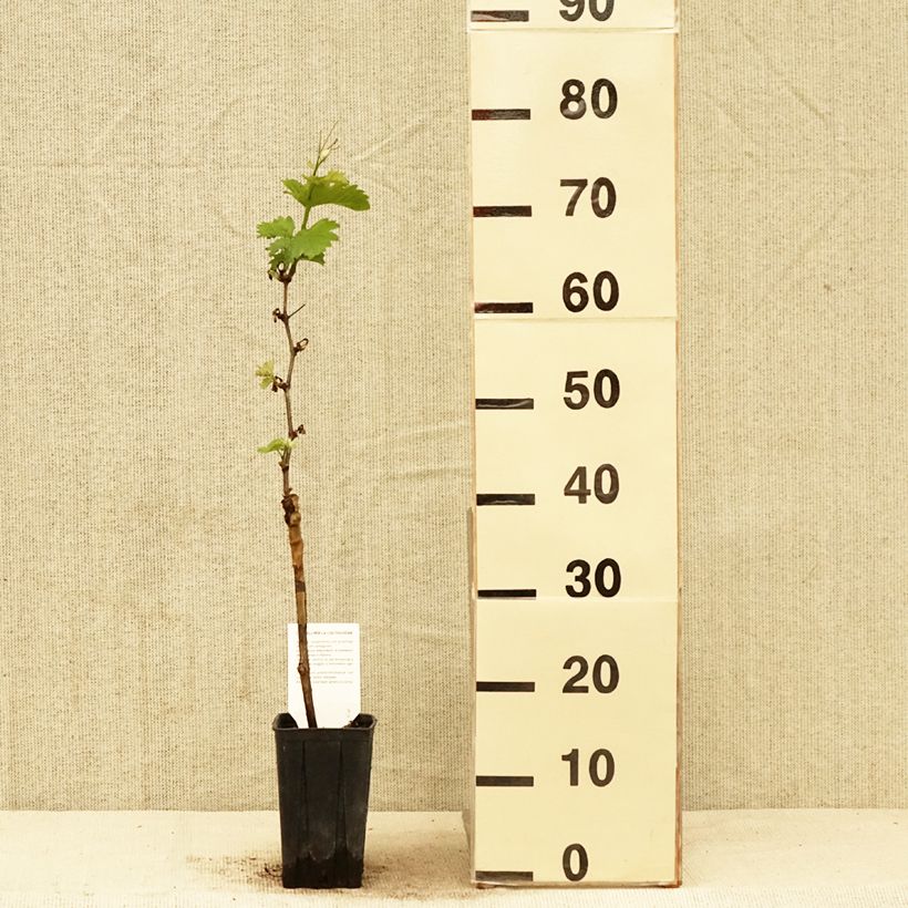 Vid Pinot Noir Maceta 1L/1,5L Ejemplar entregado en la primavera