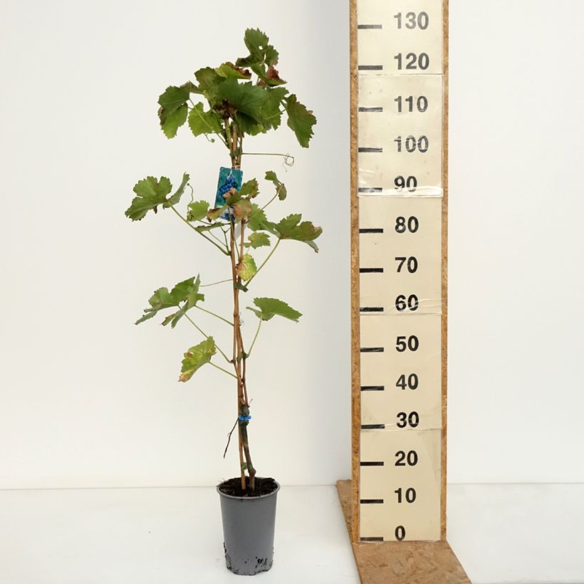 Ejemplar de Vid Regent Maceta 2L/3L entregado en otoño