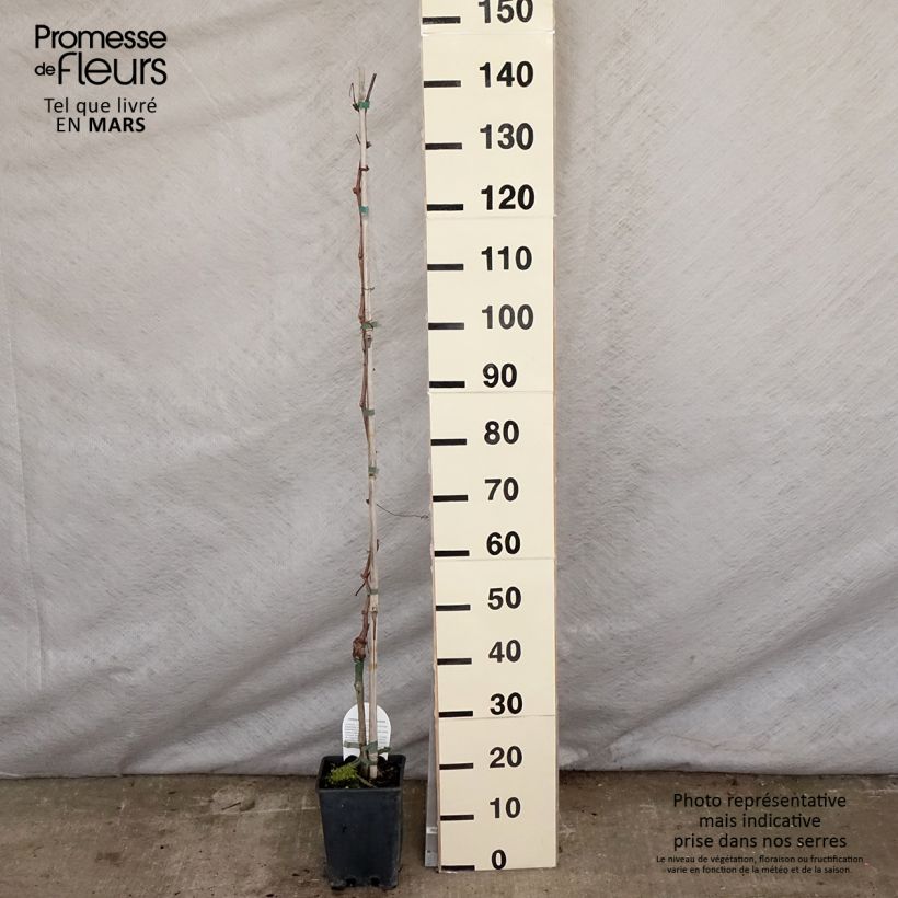 Vid Aperina Rossa Maceta 3L/4L Ejemplar entregado en la primavera