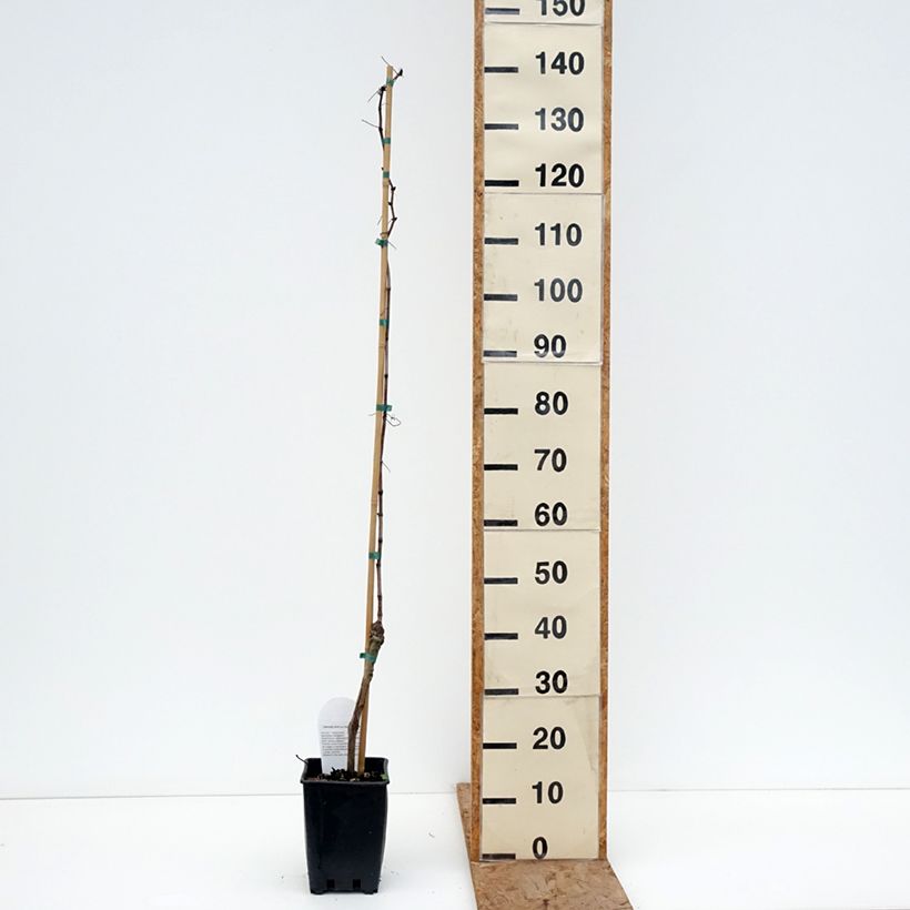 Vid Ametista Maceta 1,5L/2L Ejemplar entregado en invierno