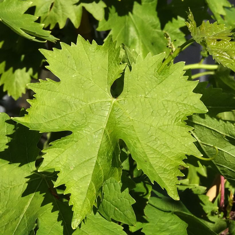 Vid Aperina bianca (Follaje)