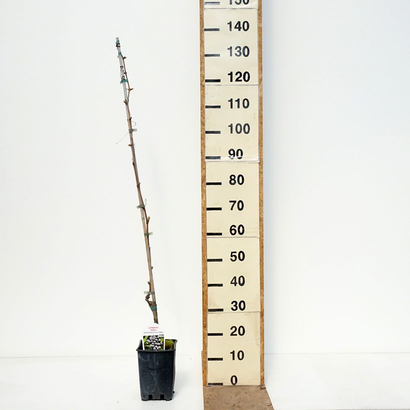 Vid Aperina Nera Maceta 1,5L/2L Ejemplar entregado en la primavera