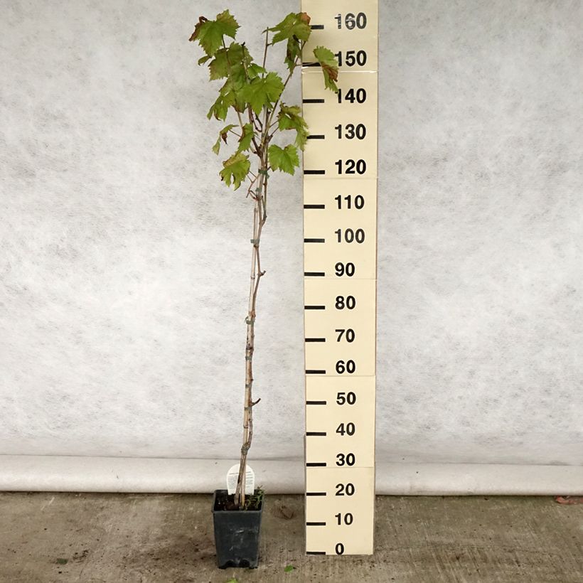 Ejemplar de Vid Sultanina Bianca (Thomson seedless) Maceta 1,5L/2L entregado en verano