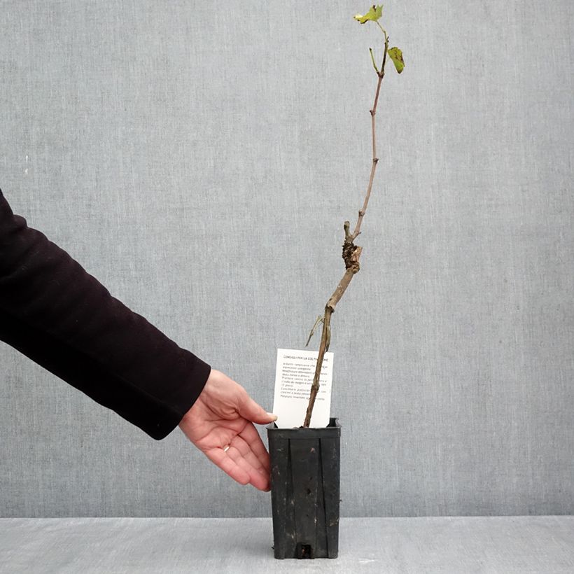 Ejemplar de Vid Sauvignon Blanc Maceta 1L/1,5L entregado en otoño