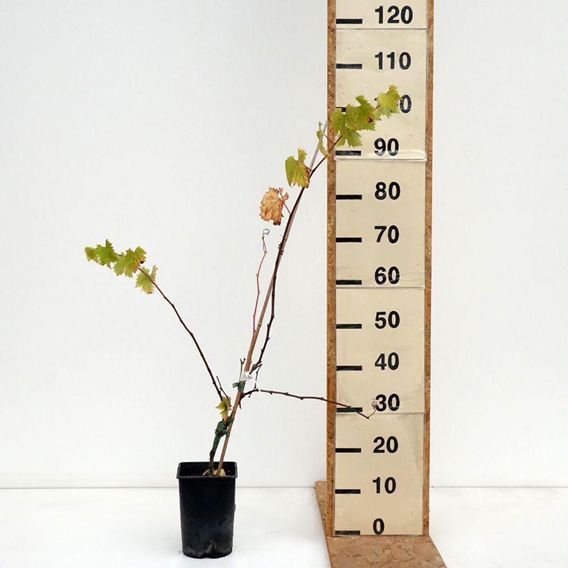 Ejemplar de Vid Solara Maceta 2L/3L entregado en otoño