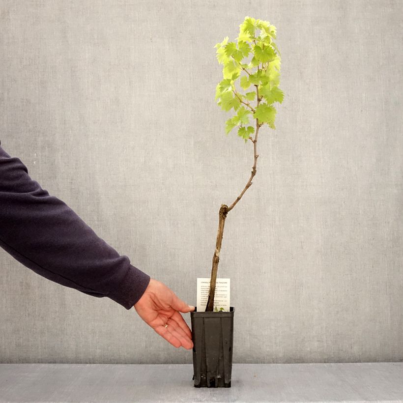 Vid Timorasso Maceta 1,5L/2L Ejemplar entregado en la primavera