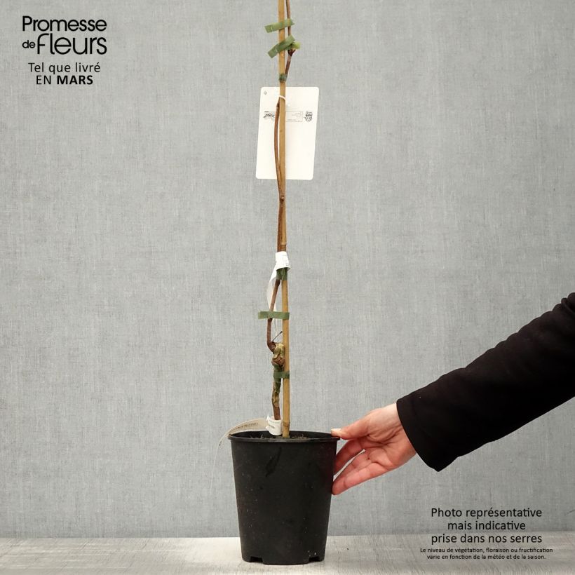 Vid Venus Maceta 1,5L/2L Ejemplar entregado en la primavera