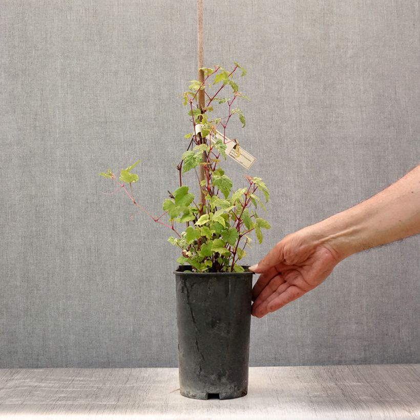 Ejemplar de Ampelopsis brevipedunculata Elegans - Bayas de porcelana Maceta 3L/4L entregado en verano