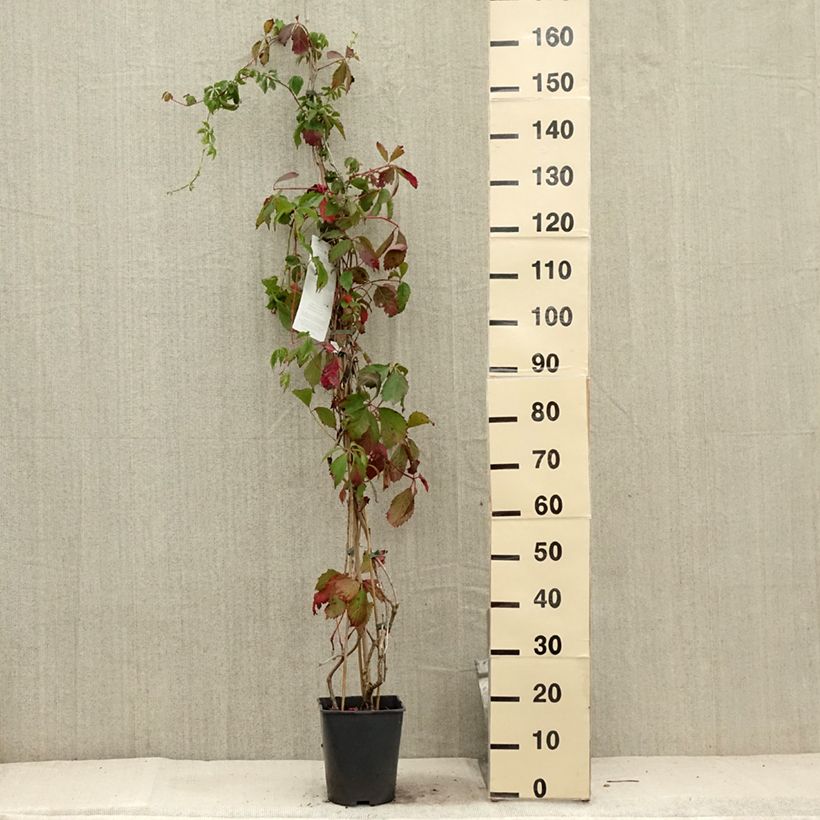 Ejemplar de Parthenocissus viteacea - Enredadera de matorral Maceta 4L/5L entregado en verano