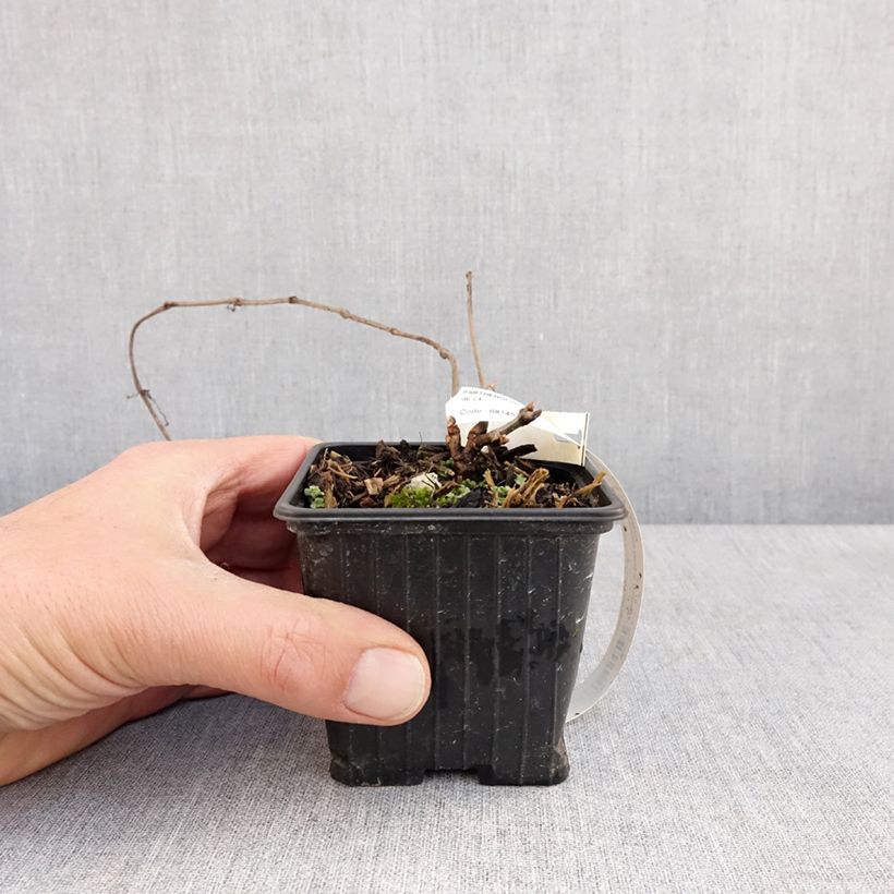 Parthenocissus henryana Maceta de 8/9 cm Ejemplar entregado en la primavera