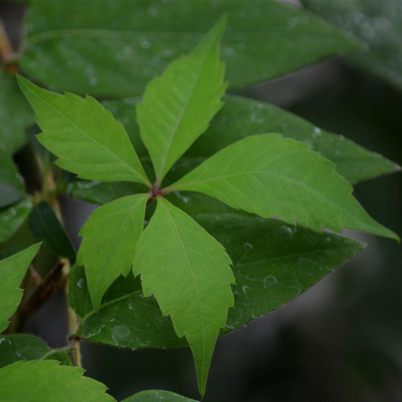 Parthenocissus quinquefolia Engelmannii - Parra virgen (Follaje)