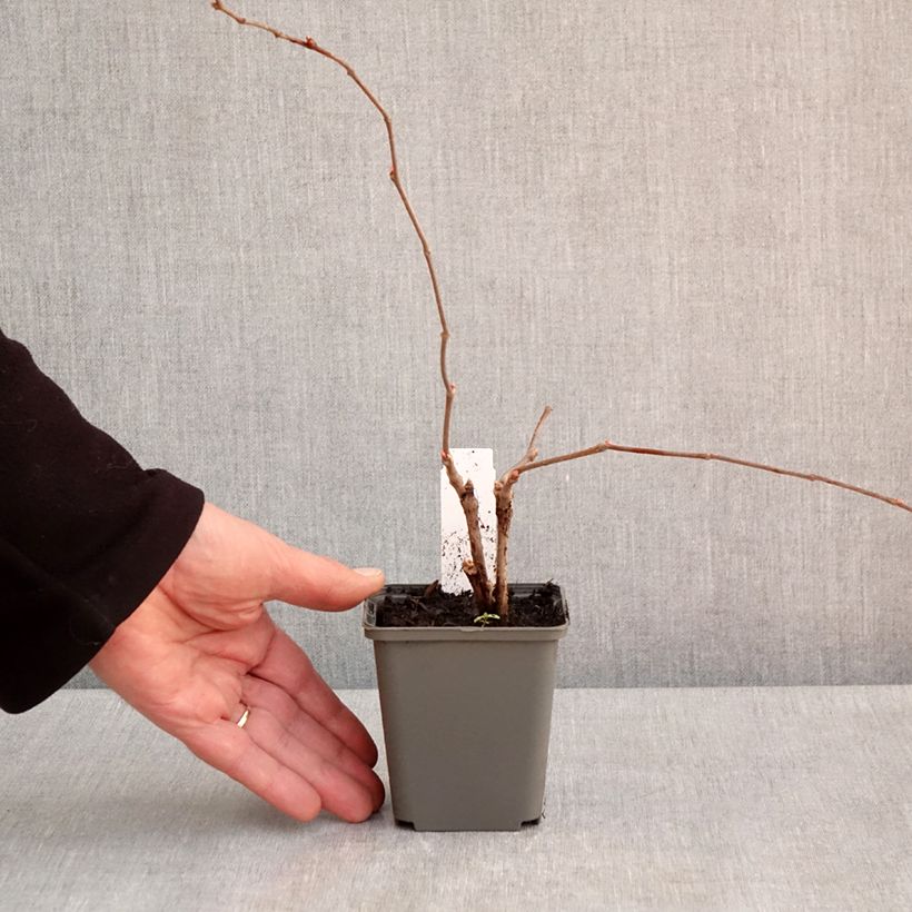 Parthenocissus quinquefolia Engelmannii - Parra virgen Maceta de 8/9 cm Ejemplar entregado en la primavera