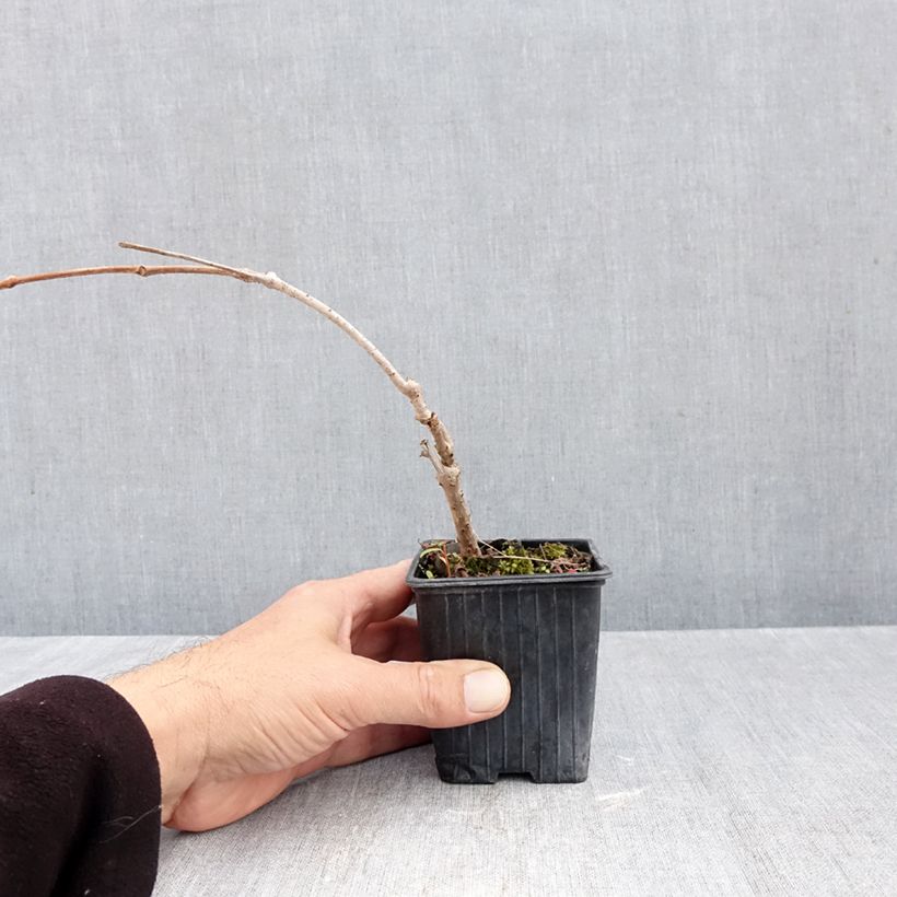 Ejemplar de Parthenocissus quinquefolia Kirigami - Parra virgen Maceta de 8/9 cm entregado en otoño