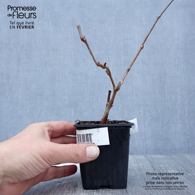 Parthenocissus quinquefolia Kirigami - Parra virgen Maceta de 8/9 cm Ejemplar entregado en invierno