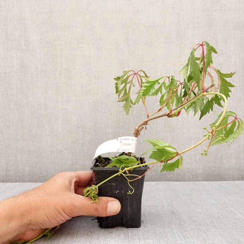 Parthenocissus quinquefolia Kirigami - Parra virgen Maceta de 8/9 cm Ejemplar entregado en la primavera