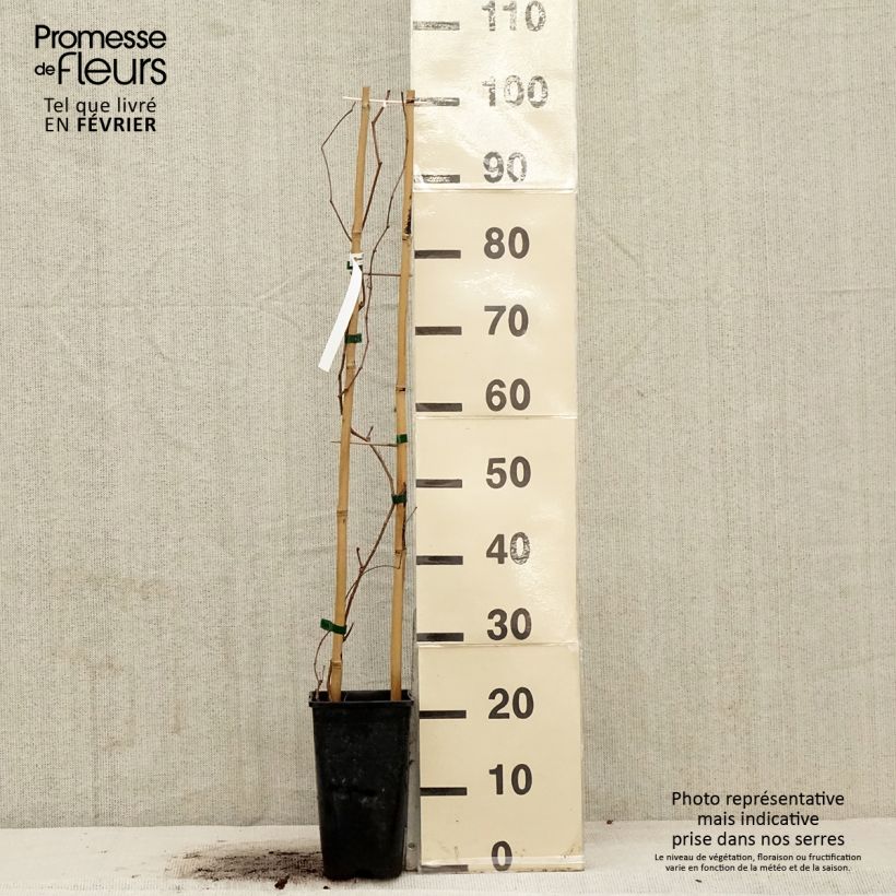 Parthenocissus quinquefolia Murorum - Parra virgen Maceta 1,5L/2L Ejemplar entregado en invierno