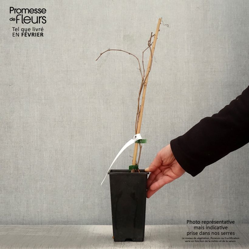 Parthenocissus quinquefolia Murorum - Parra virgen Maceta 3L/4L Ejemplar entregado en invierno