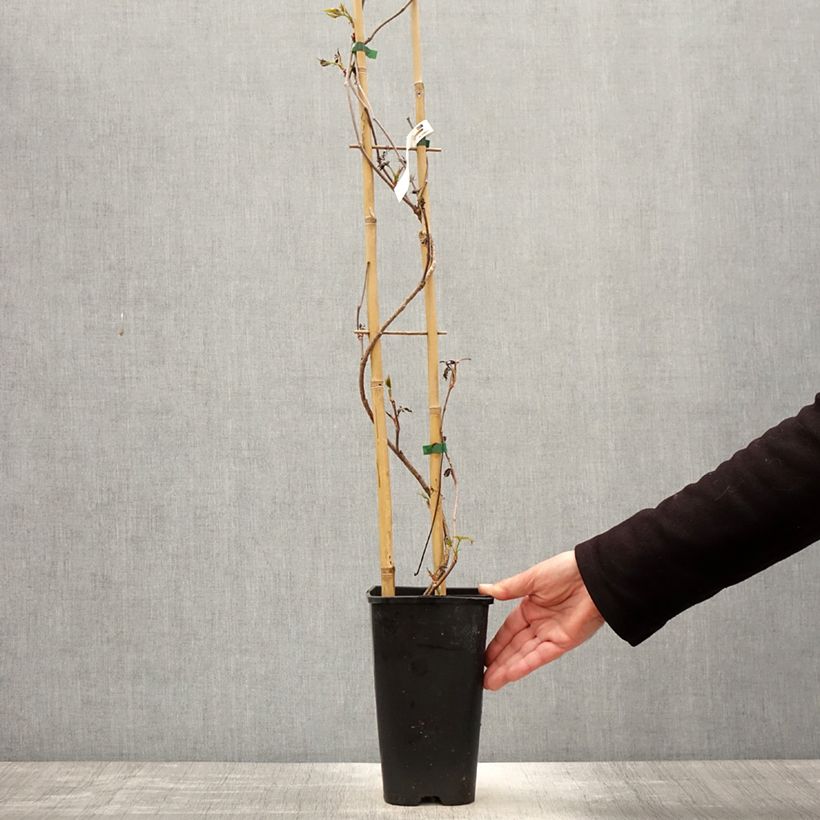 Parthenocissus quinquefolia Murorum - Parra virgen Maceta 3L/4L Ejemplar entregado en la primavera