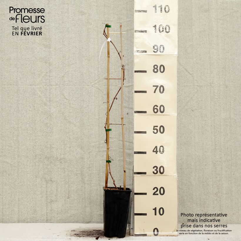 Parthenocissus quinquefolia Red wall Troki - Parra virgen Maceta 2L/3L Ejemplar entregado en invierno