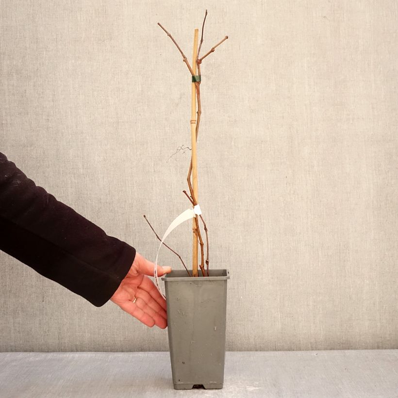 Parthenocissus quinquefolia Yellow Wall - Parra virgen Maceta 1,5L/2L Ejemplar entregado en invierno