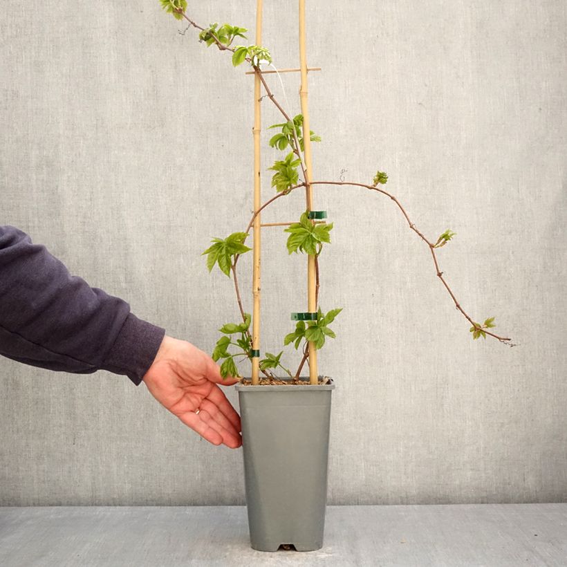 Parthenocissus quinquefolia Yellow Wall - Parra virgen Maceta 1,5L/2L Ejemplar entregado en la primavera