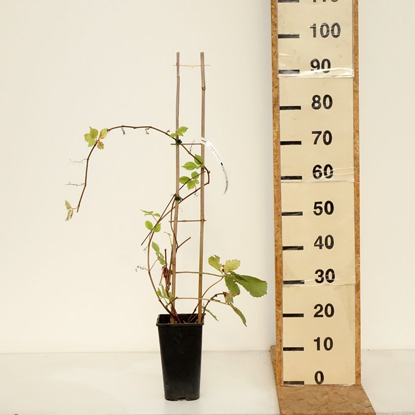 Ejemplar de Parthenocissus quinquefolia Yellow Wall - Parra virgen Maceta 3L/4L entregado en otoño