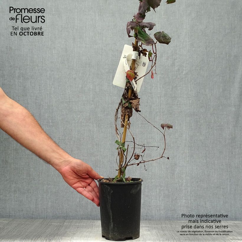 Ejemplar de Parthenocissus tricuspidata Atropurpurea - Parra virgen Maceta 2L/3L entregado en otoño