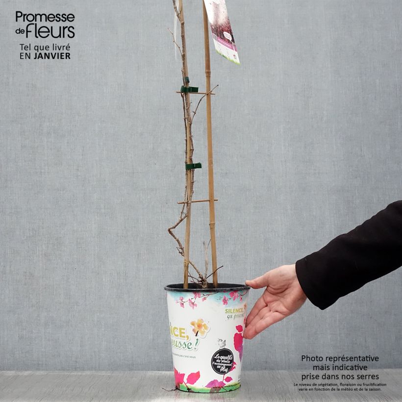 Parthenocissus tricuspidata Atropurpurea - Parra virgen Maceta 2L/3L Ejemplar entregado en invierno