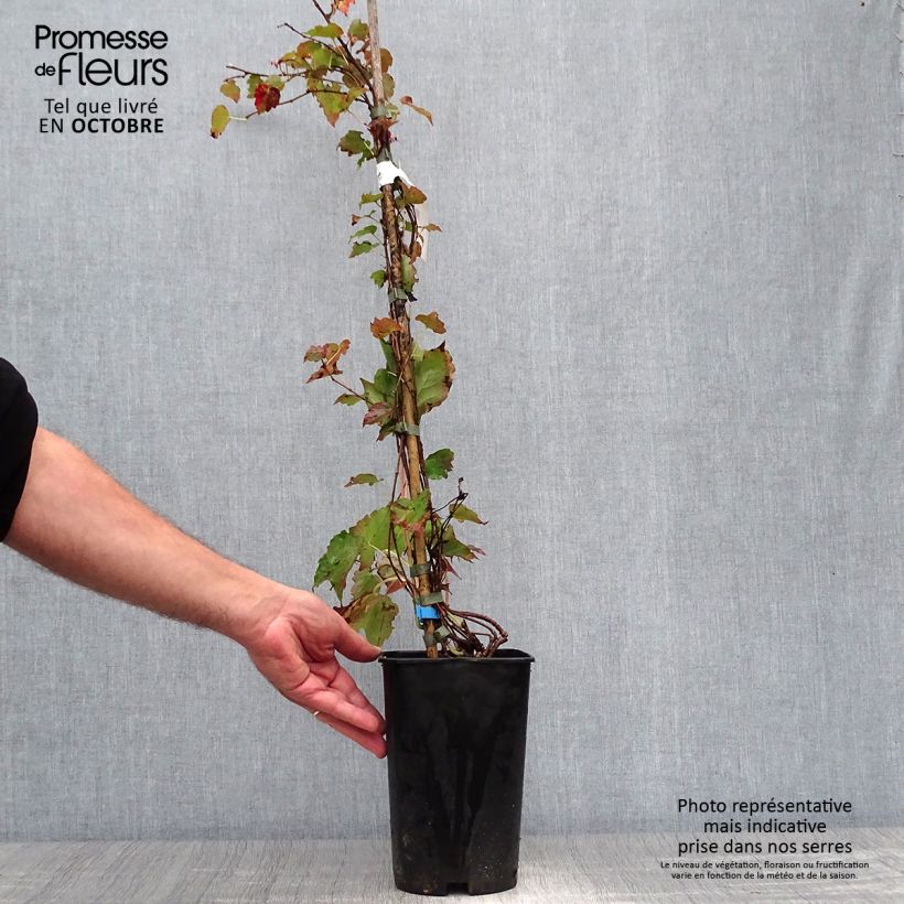 Ejemplar de Parthenocissus tricuspidata Minutifolia - Parra virgen Maceta 2L/3L entregado en otoño