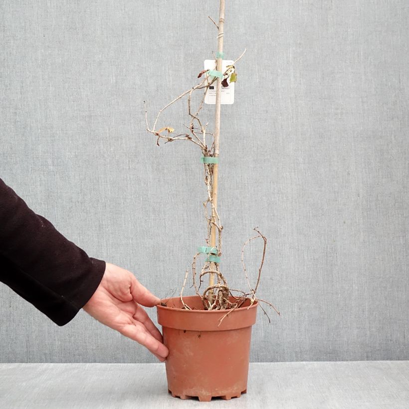 Ejemplar de Parthenocissus tricuspidata Veitchii - Parra virgen Maceta 2L/3L entregado en otoño