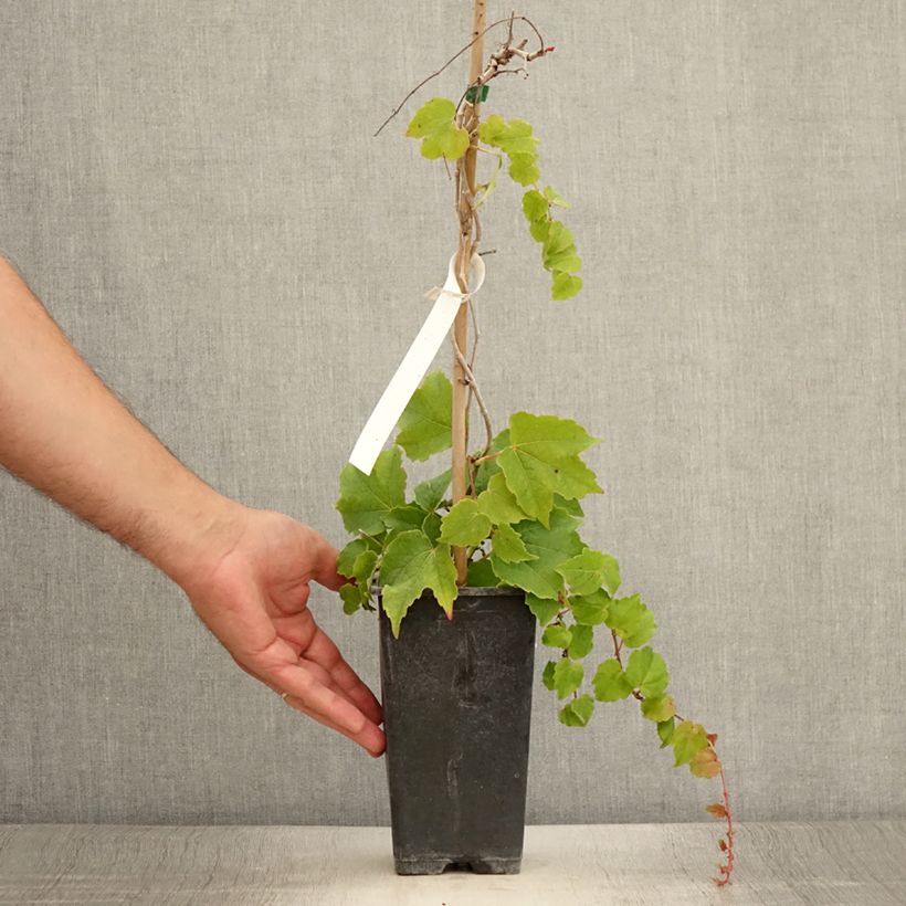 Ejemplar de Parthenocissus tricuspidata Veitchii Robusta - Parra virgen Maceta 1,5L/2L entregado en verano