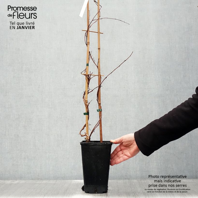 Parthenocissus tricuspidata Veitchii Robusta - Parra virgen Maceta 2L/3L Ejemplar entregado en invierno