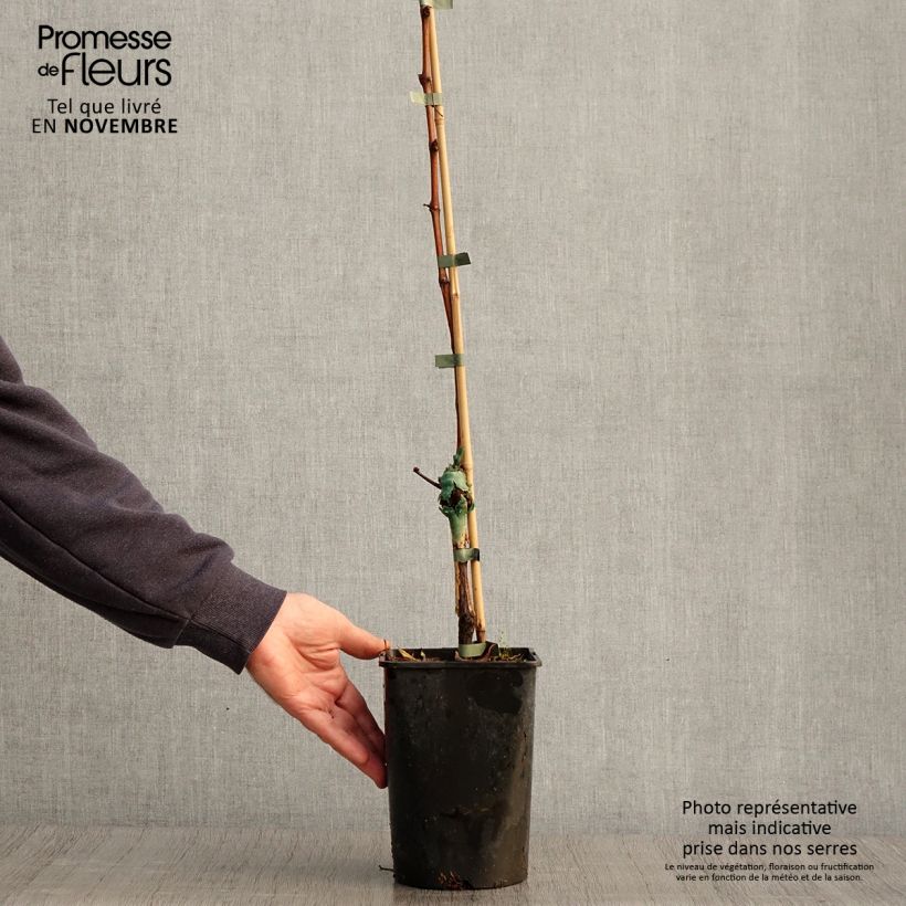 Ejemplar de Vid Phoenix Maceta 2L/3L entregado en otoño