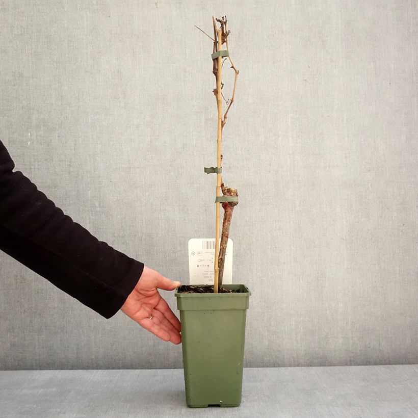 Vid Phoenix Maceta 2L/3L Ejemplar entregado en invierno