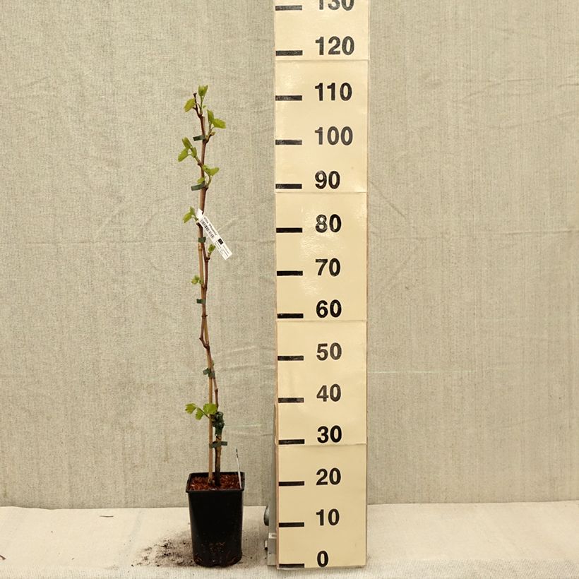 Vid Phoenix Maceta 2L/3L Ejemplar entregado en la primavera