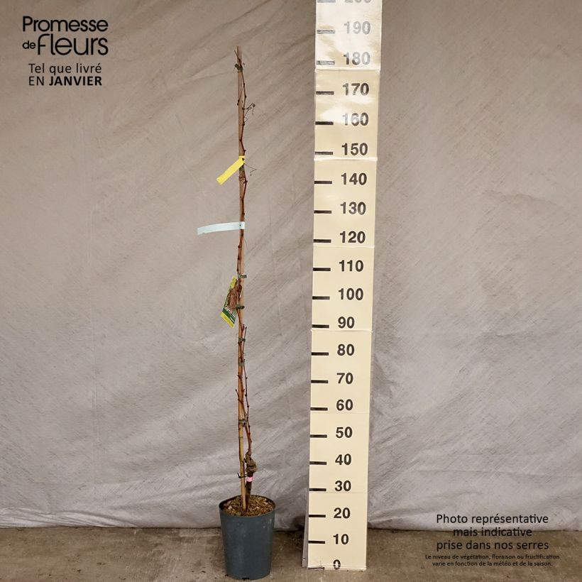 Vid Argentina (GARGIULO 130387) Maceta 4L/5L Ejemplar entregado en invierno